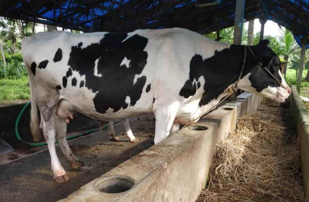 is-cattle-rearing-profitable-in-india