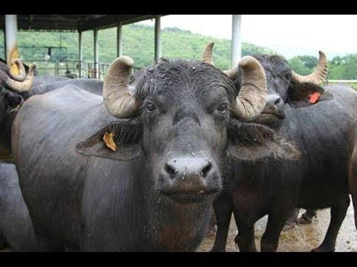 Livestock India