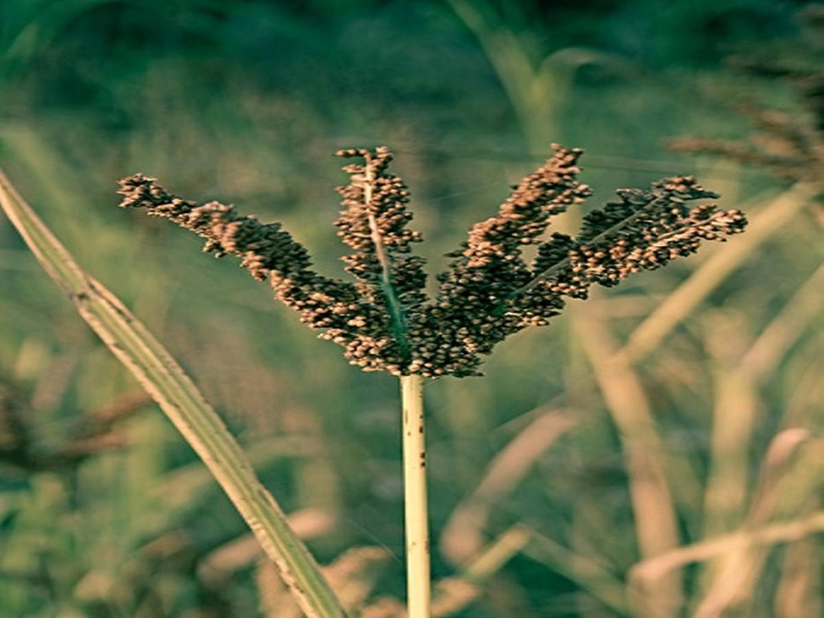Arunachal Pradesh Launches the Millet Cultivation Project