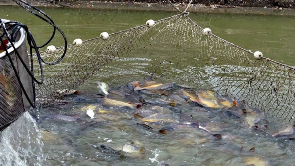 How to do Backyard Fish Farming Profitably at Home?