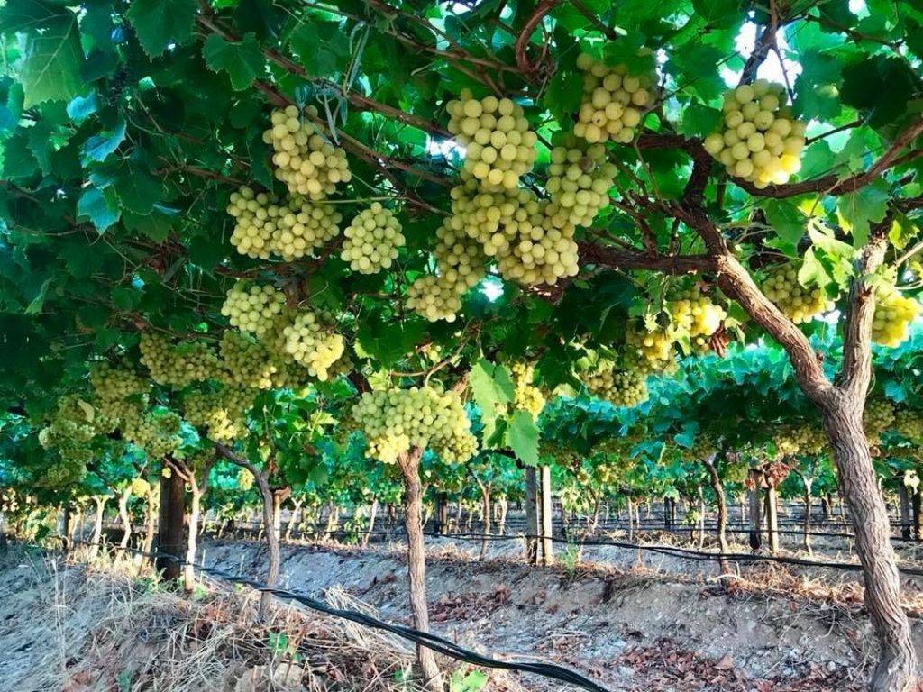 Export market for Indian grapes set to decrease in 2021; know why