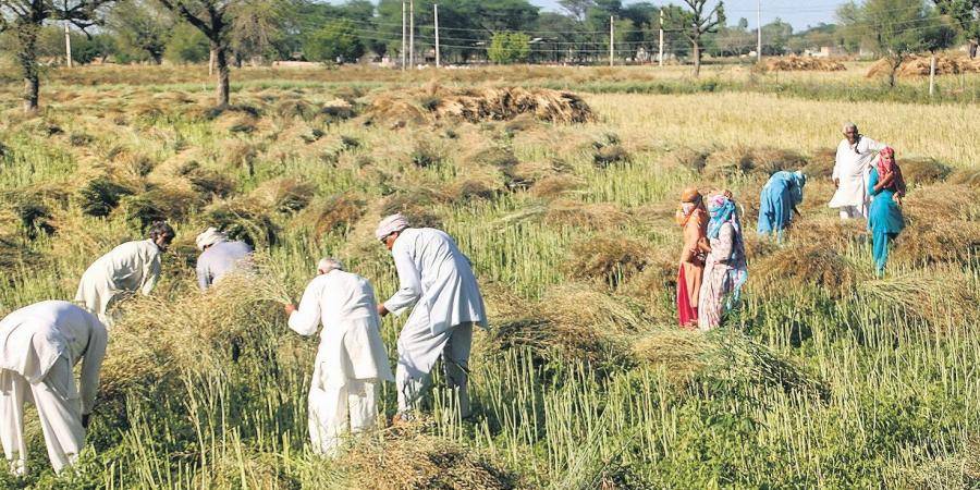 Substantial increase in Rabi crop by 4% at nearly 600 lakh ha