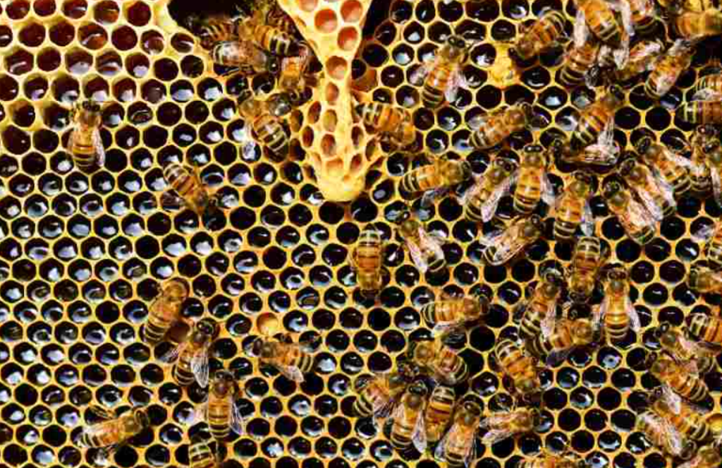 Beekeeping