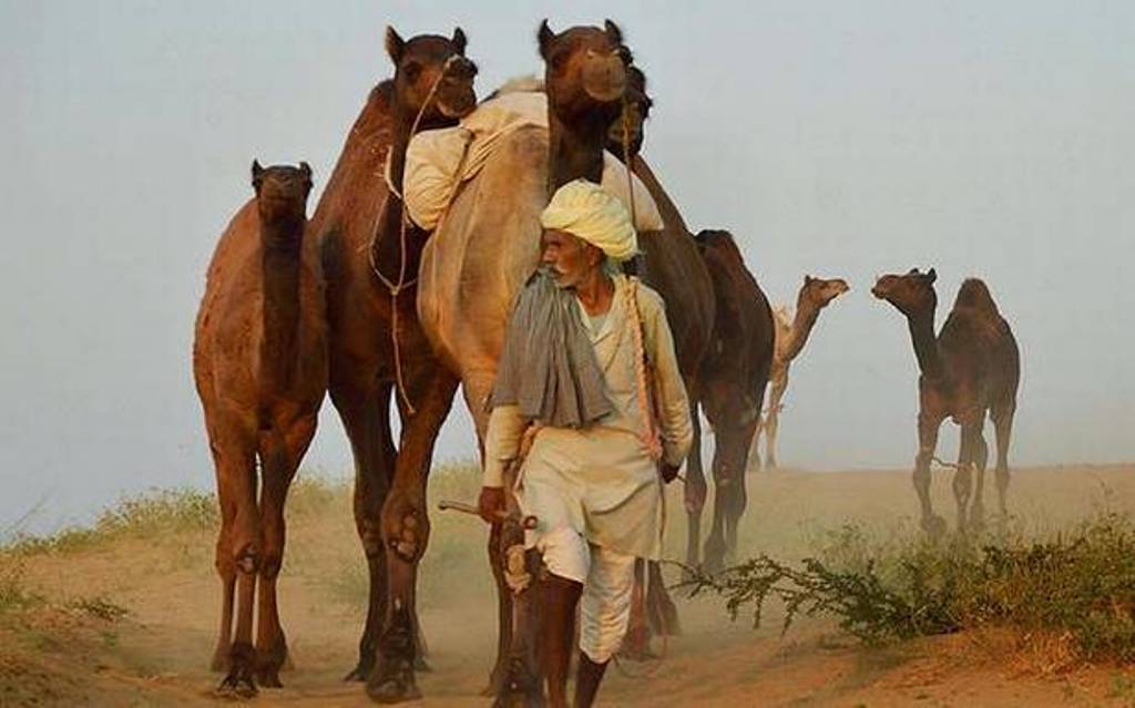 Camel milk from Gujarat's Kutch to reach metros soon