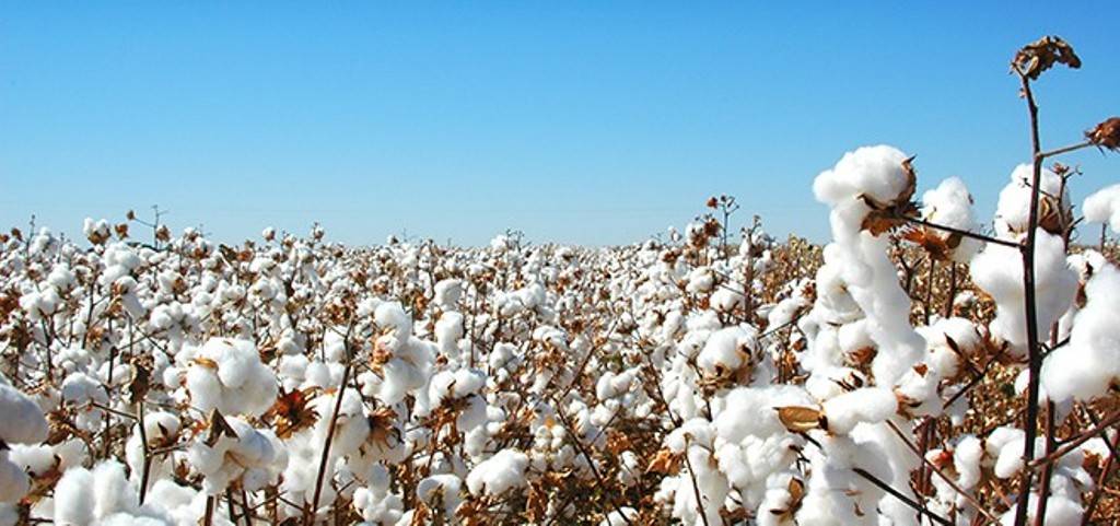 Cotton Farming Business