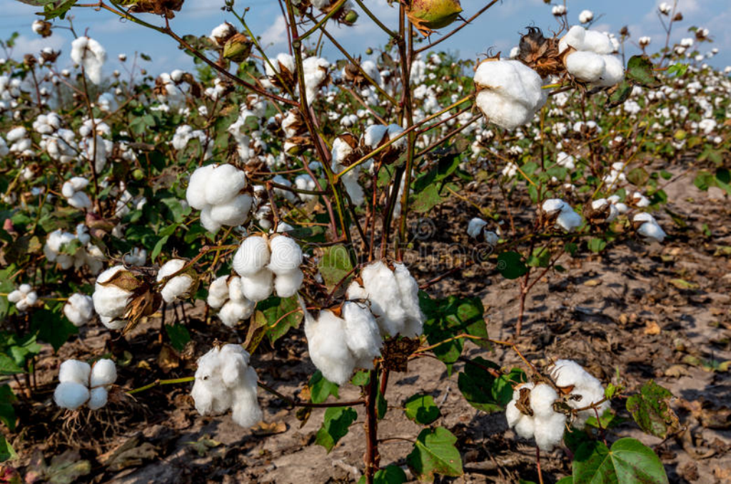 Cotton Prices Currently in Narrow Range - Prices Likely to Appreciate ...