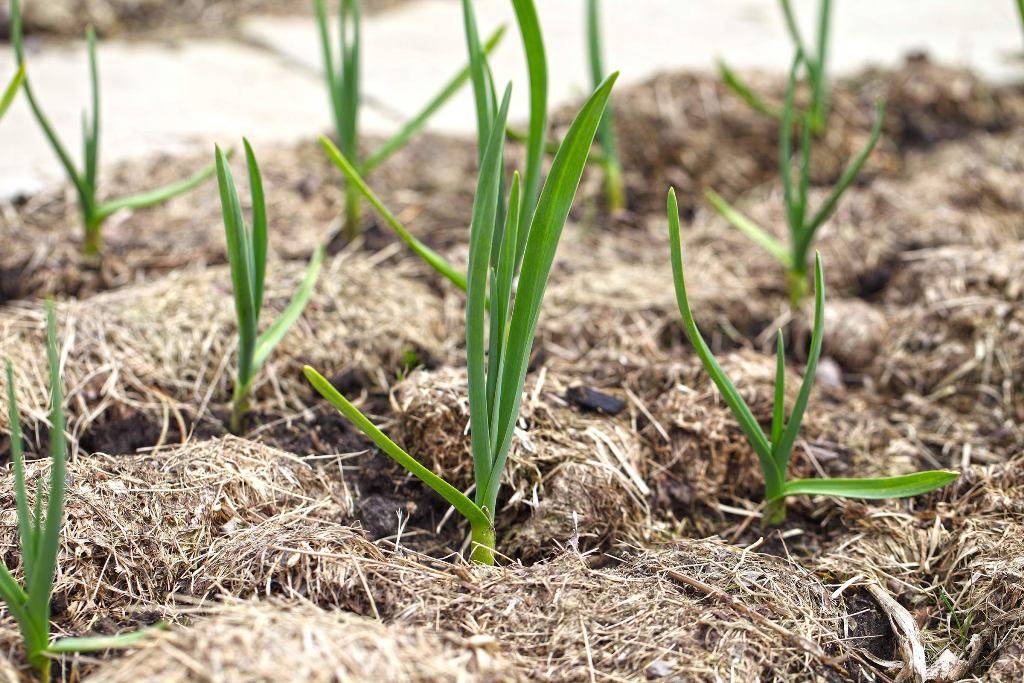 The Benefits of Organic Mulching for Vegetable Crops