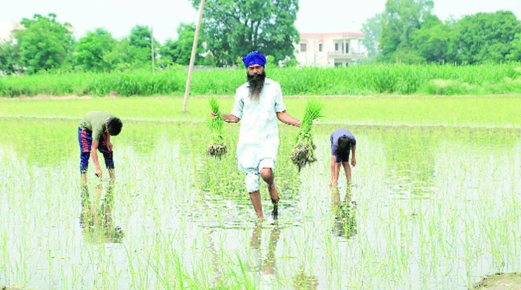 Paddy Farmer