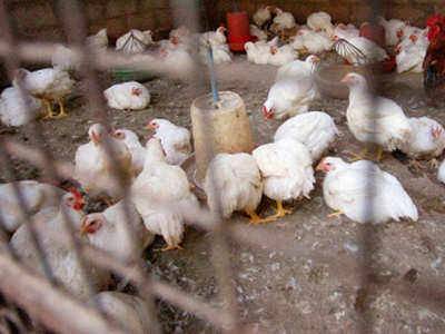 Ministry of Fisheries, Animal Husbandry & Dairying releases Status of Avian Influenza in India