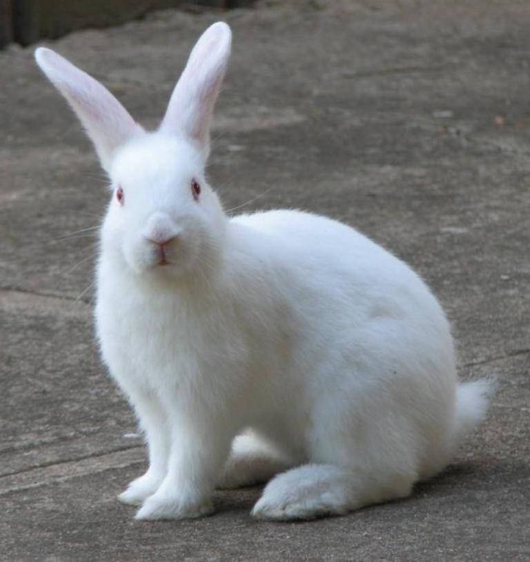 know-why-rabbit-rearing-is-profitable-in-india