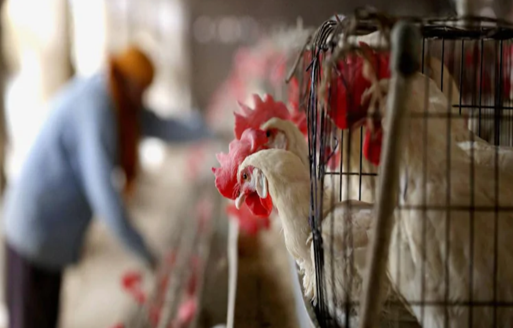 Bird flu in India Avian Flu Confirmed in many States