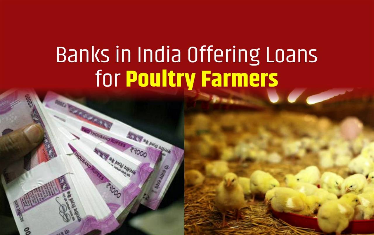 poultry farm loan