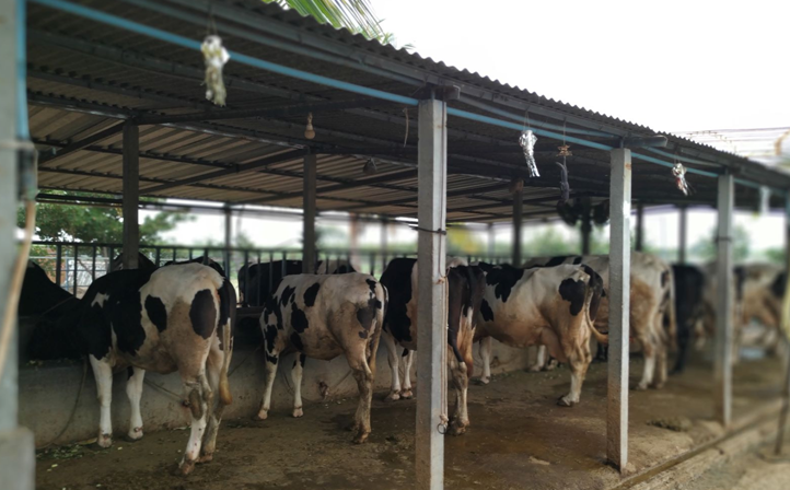 Choosing the right housing for your Dairy Farm