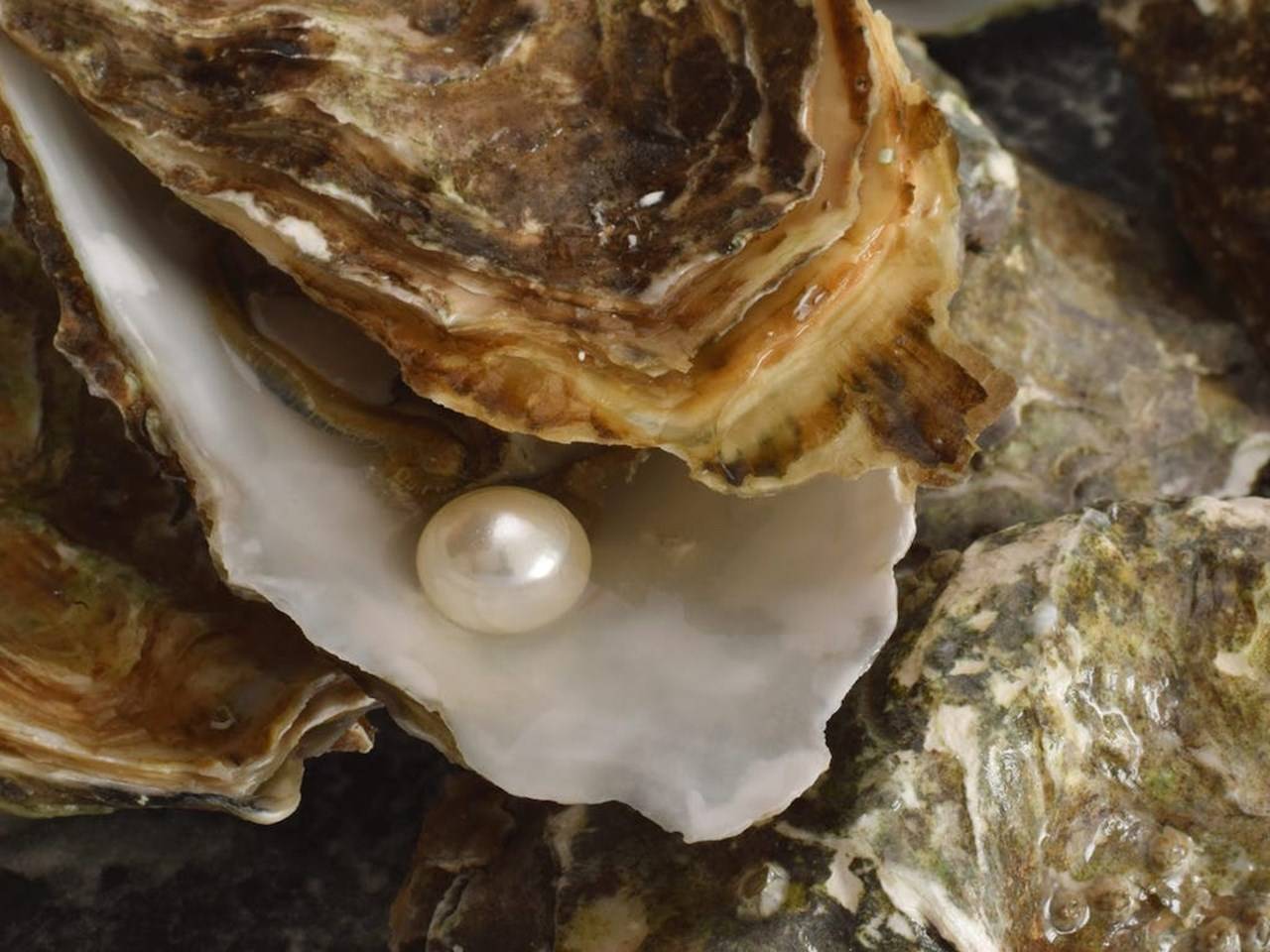 Pearl Oyster Farming Process; Site Selection, Pearl Farming Types