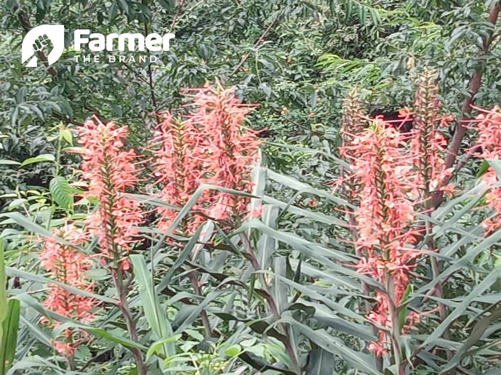 nursery grows a variety of flowers