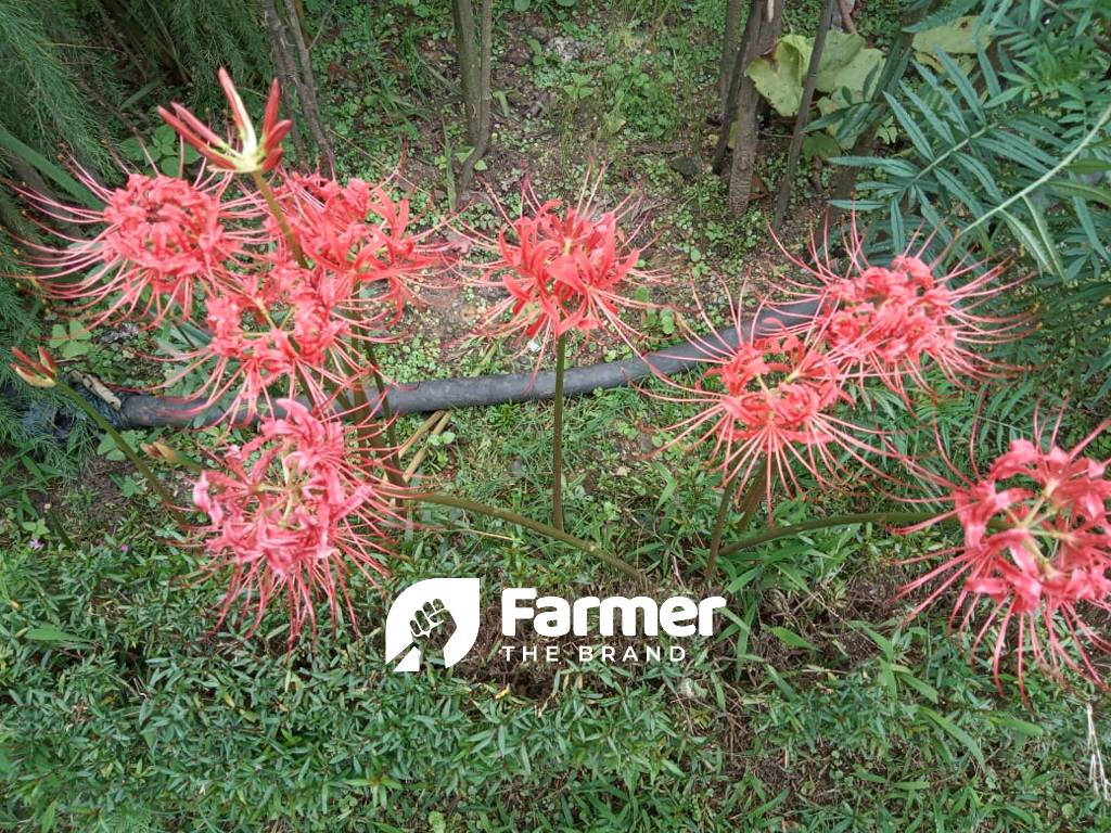 exotic flowers in nursery