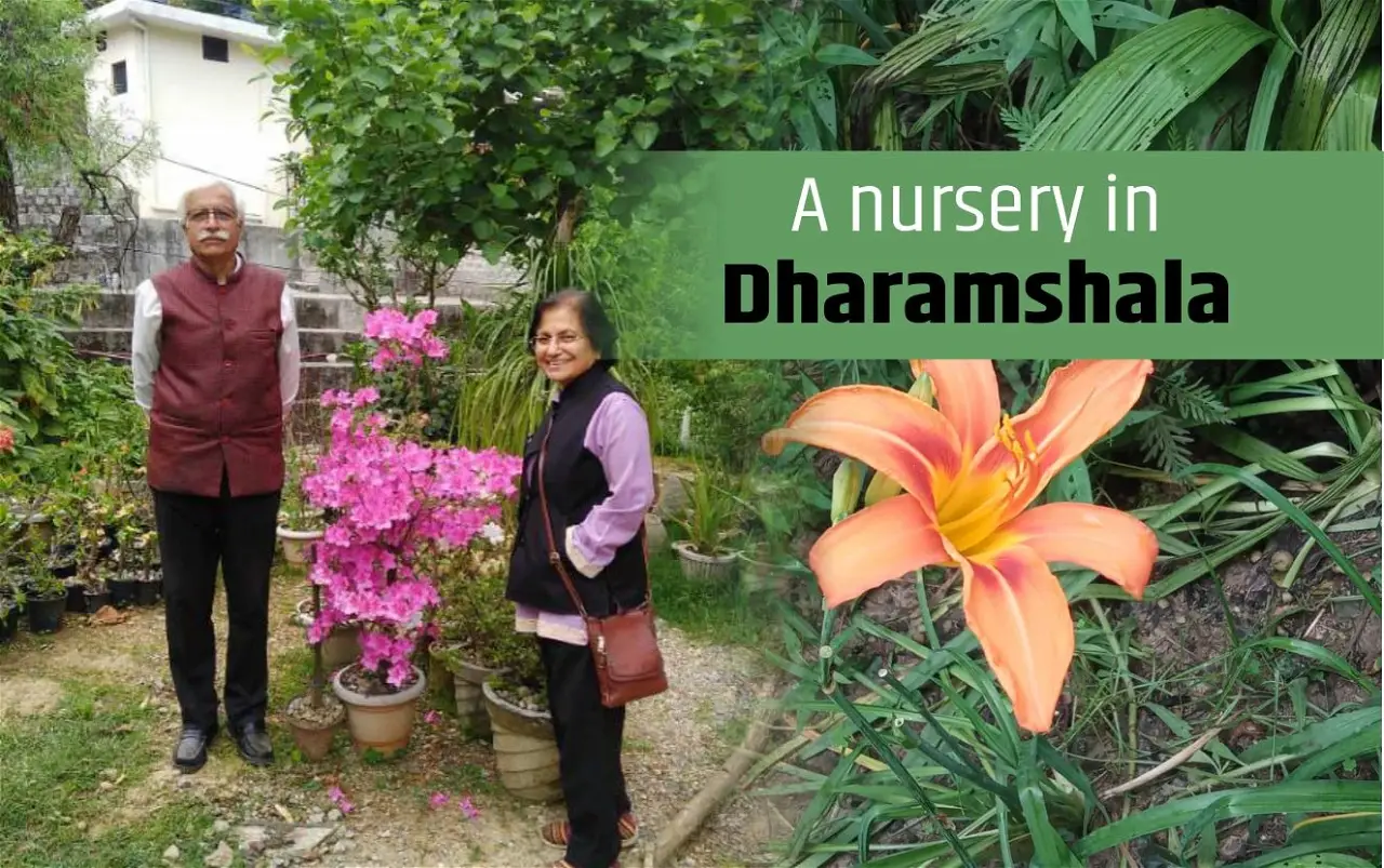 A nursery in Dharamshala: Hobby made commercial
