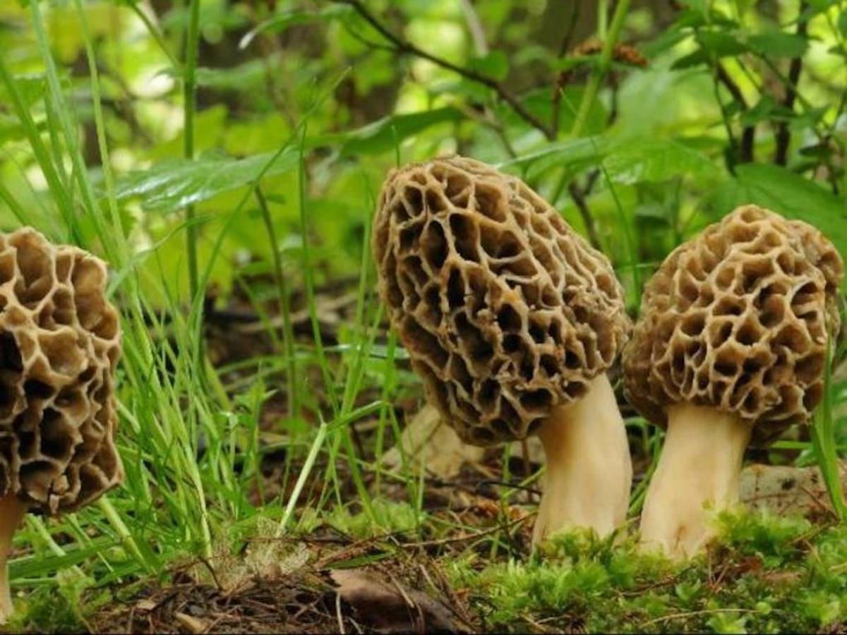 Costliest Mushrooms