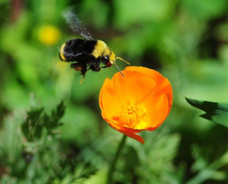 Bombus Vosnesenskii