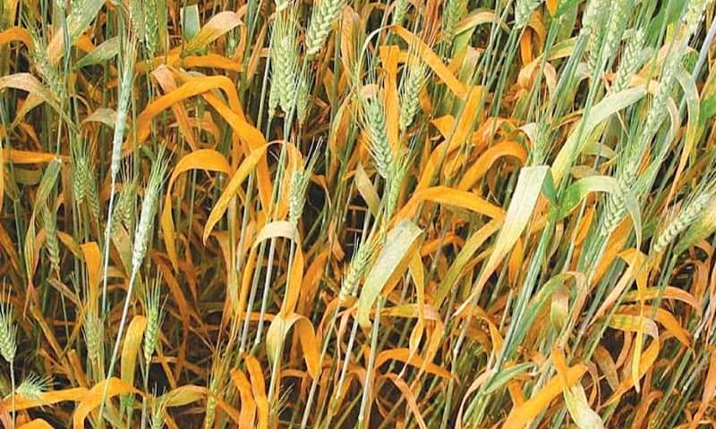 Yellow Rust