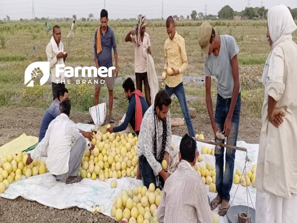 melons produced by the farm