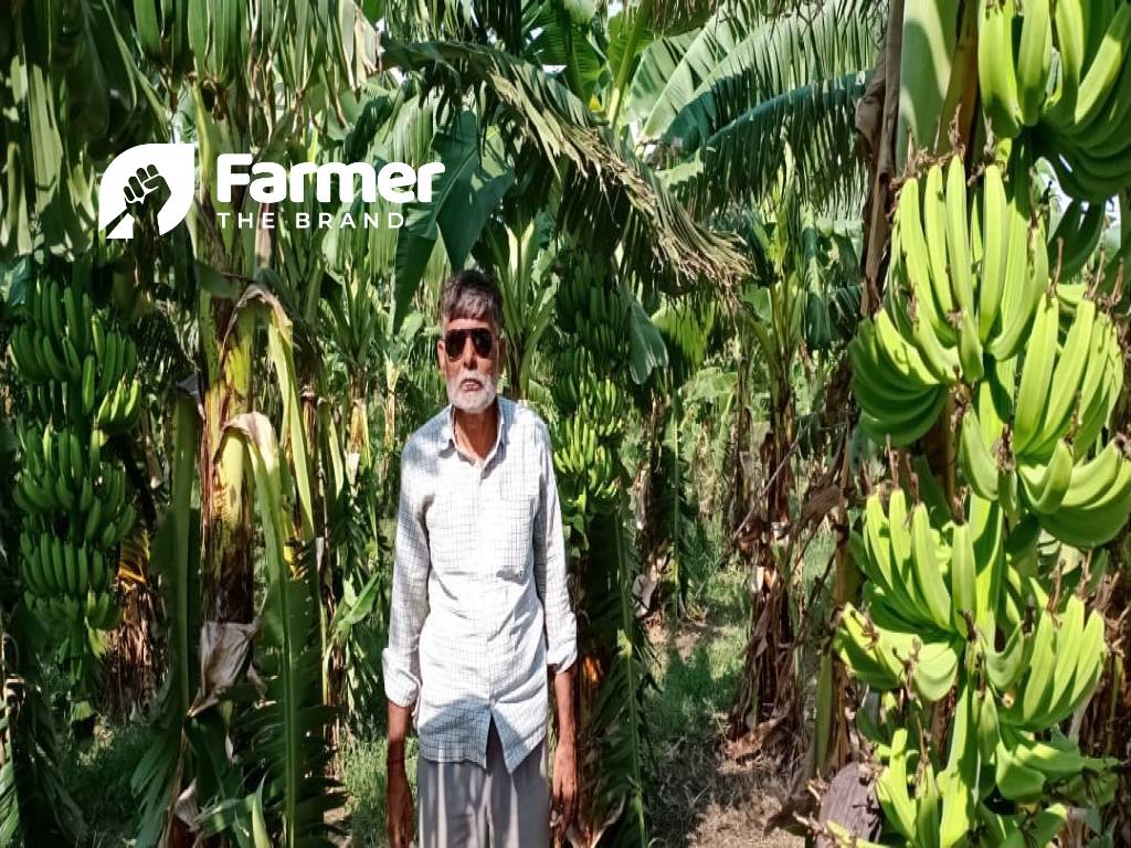 Brijesh Tripathi in his banana farm with ripening bananas