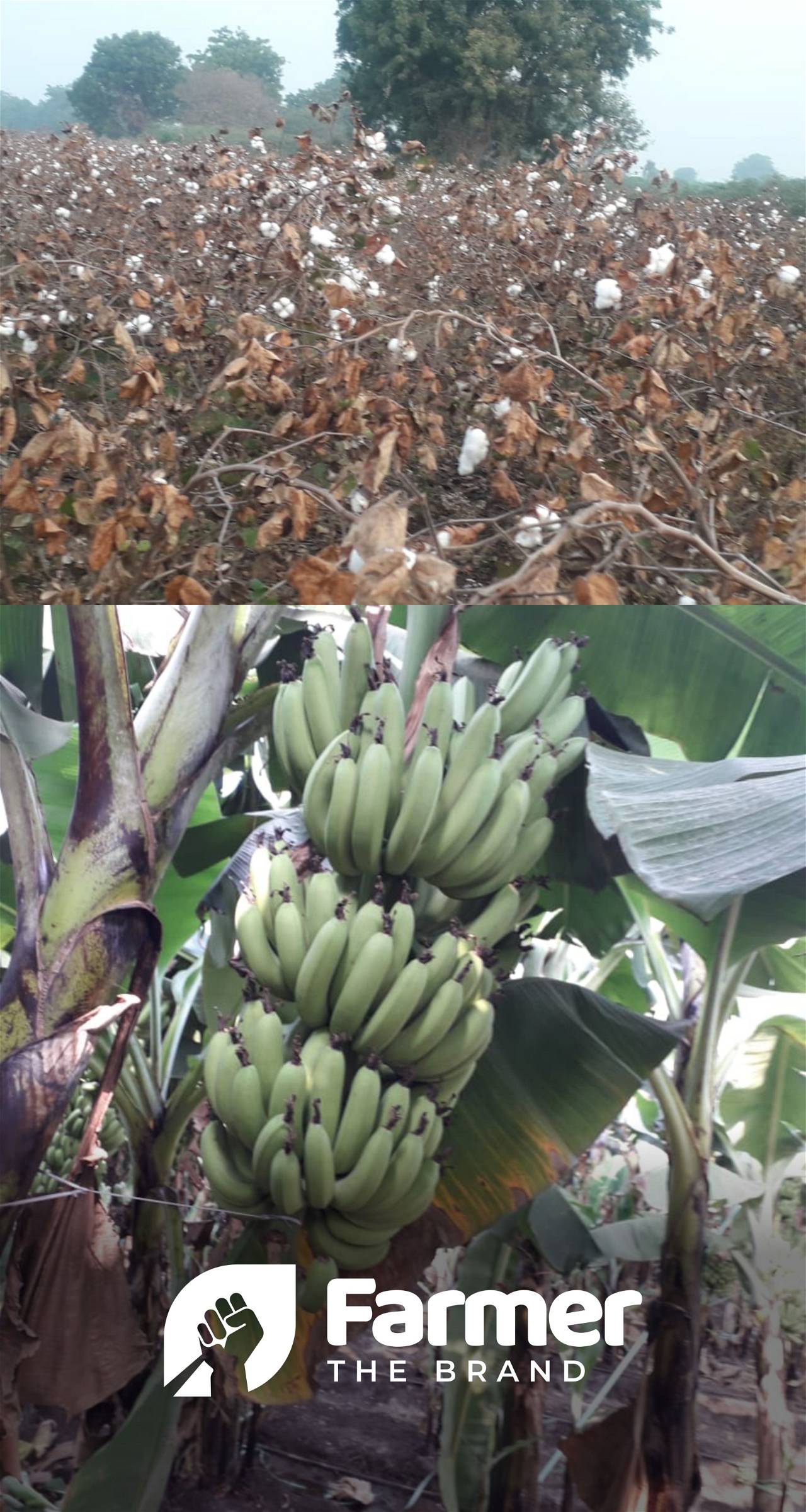 Above - cotton crops, Below - banana trees CROP ROTATION IN ACTION