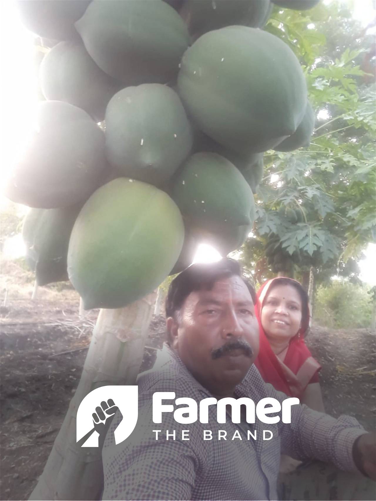 Manoj Sharma with his papaya trees