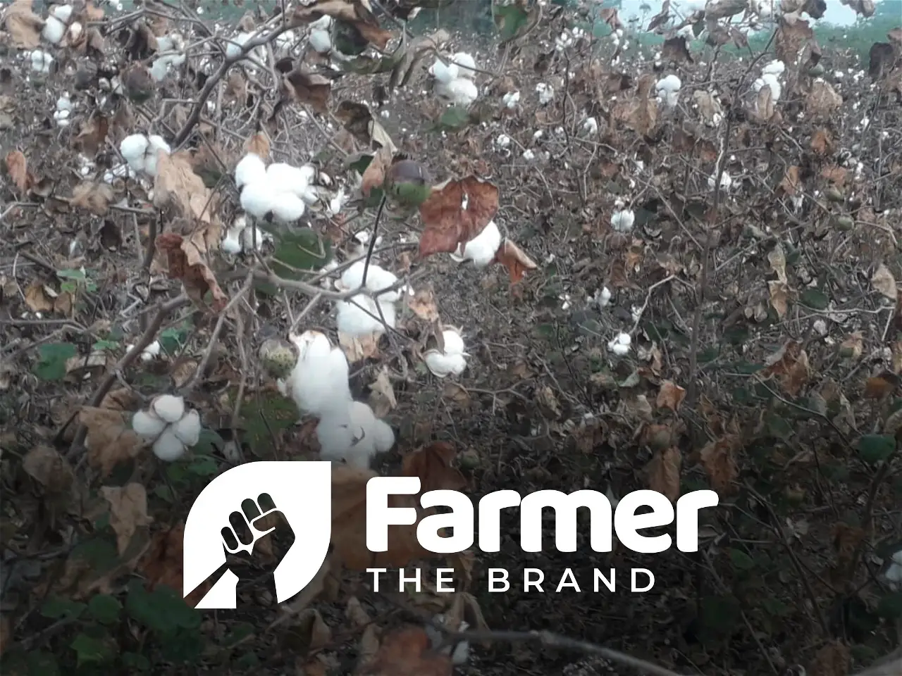 This Farmer from Madhya Pradesh Grows 8-10 quintal Cotton per acre, wants the right price