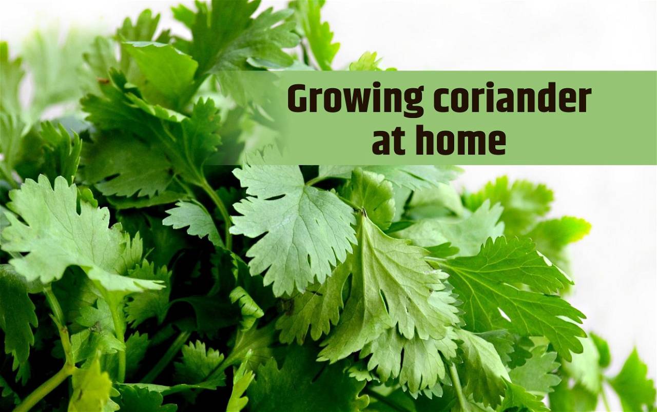 How to Grow Coriander at Home in 3 Easy Steps