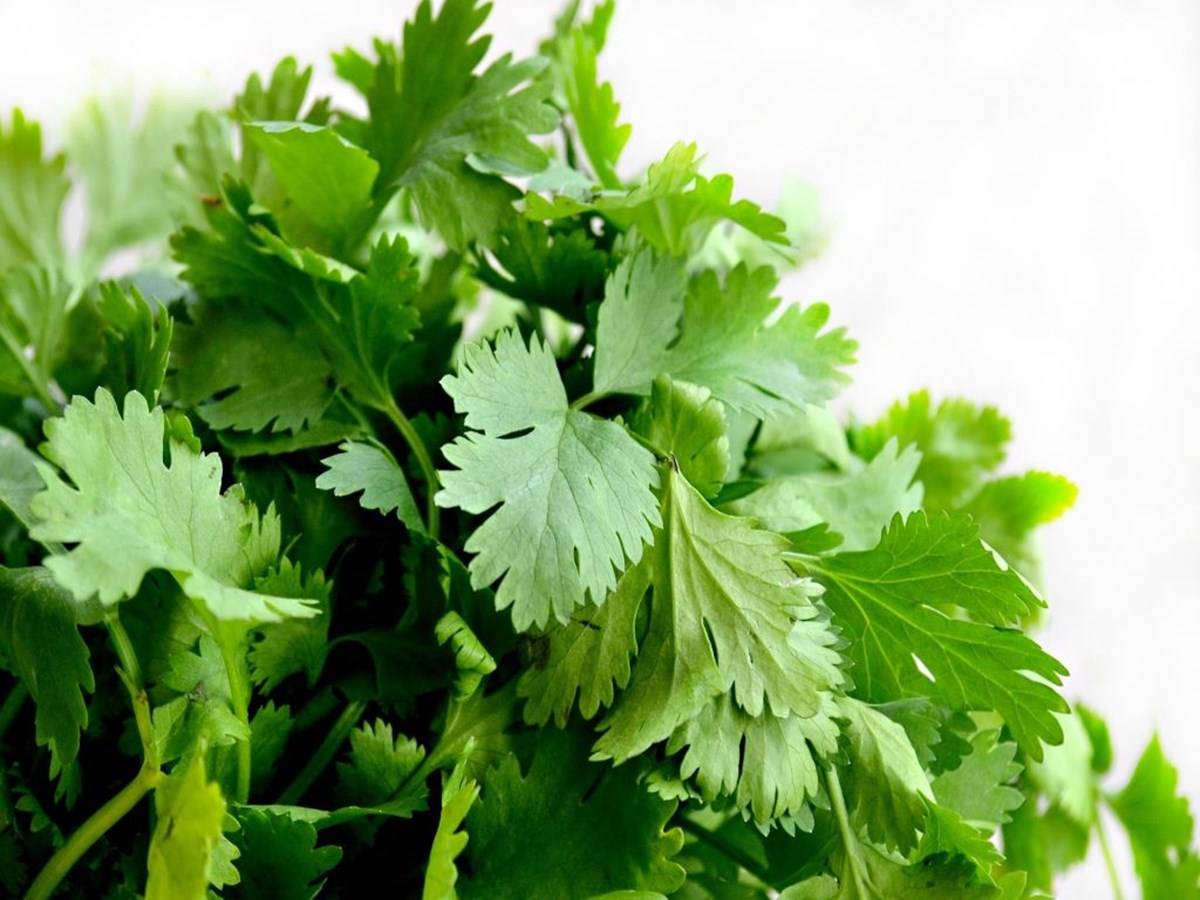 how to grow coriander at home