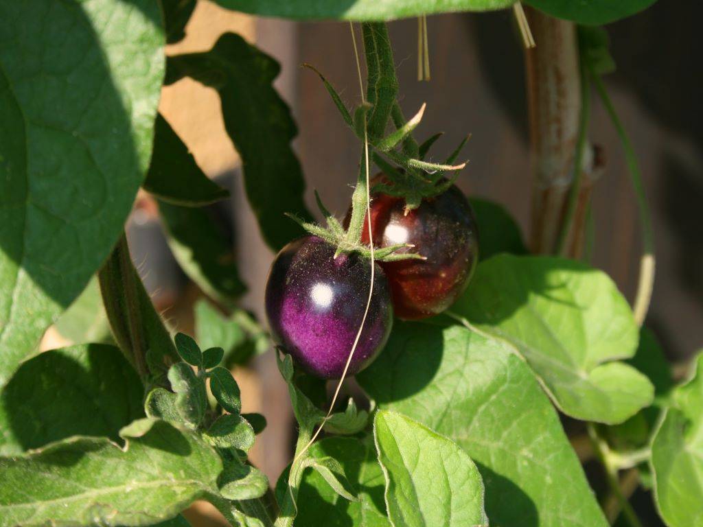 Purple Tomatoes