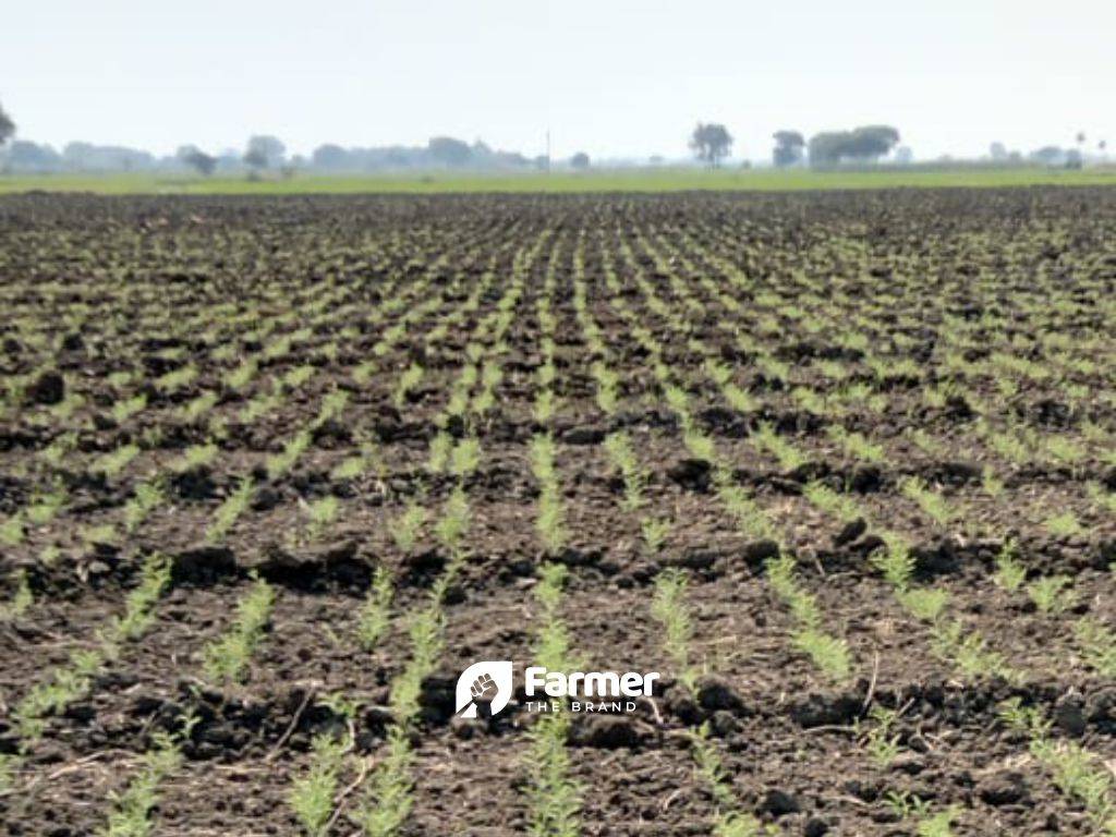 kala chana germinating