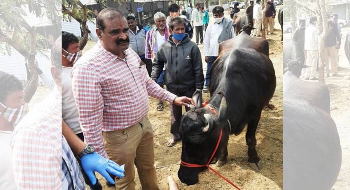 Dairy Scheme: Warangal Rural's Dairy Scheme