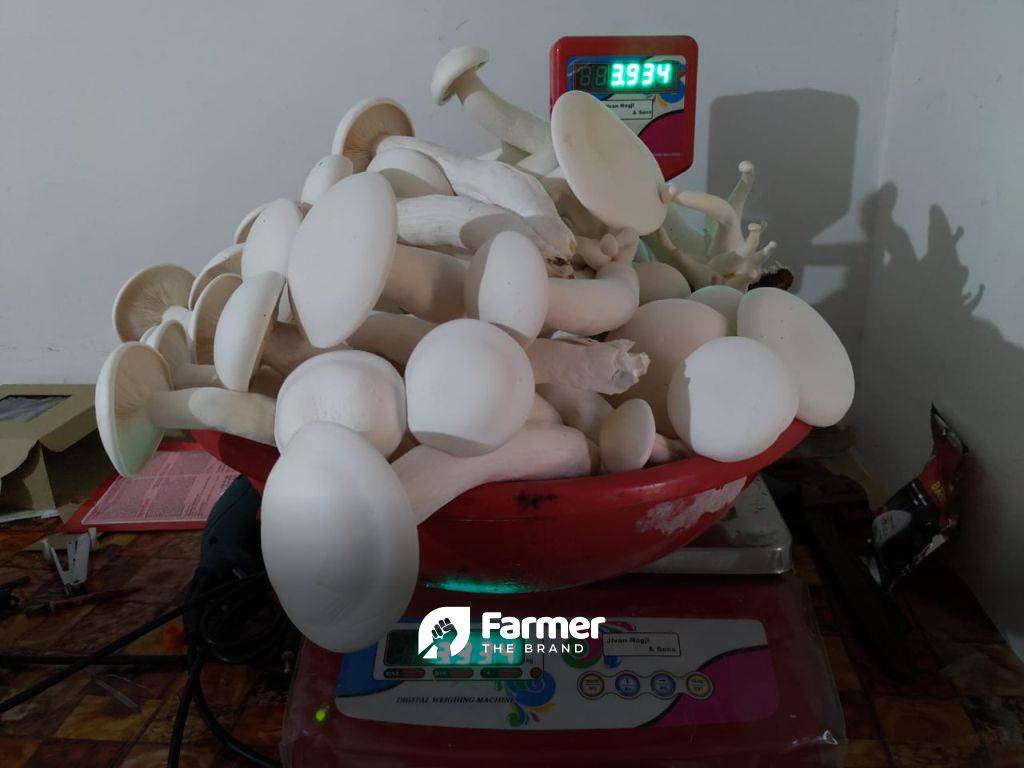 Fully grown milky mushrooms ready for the market