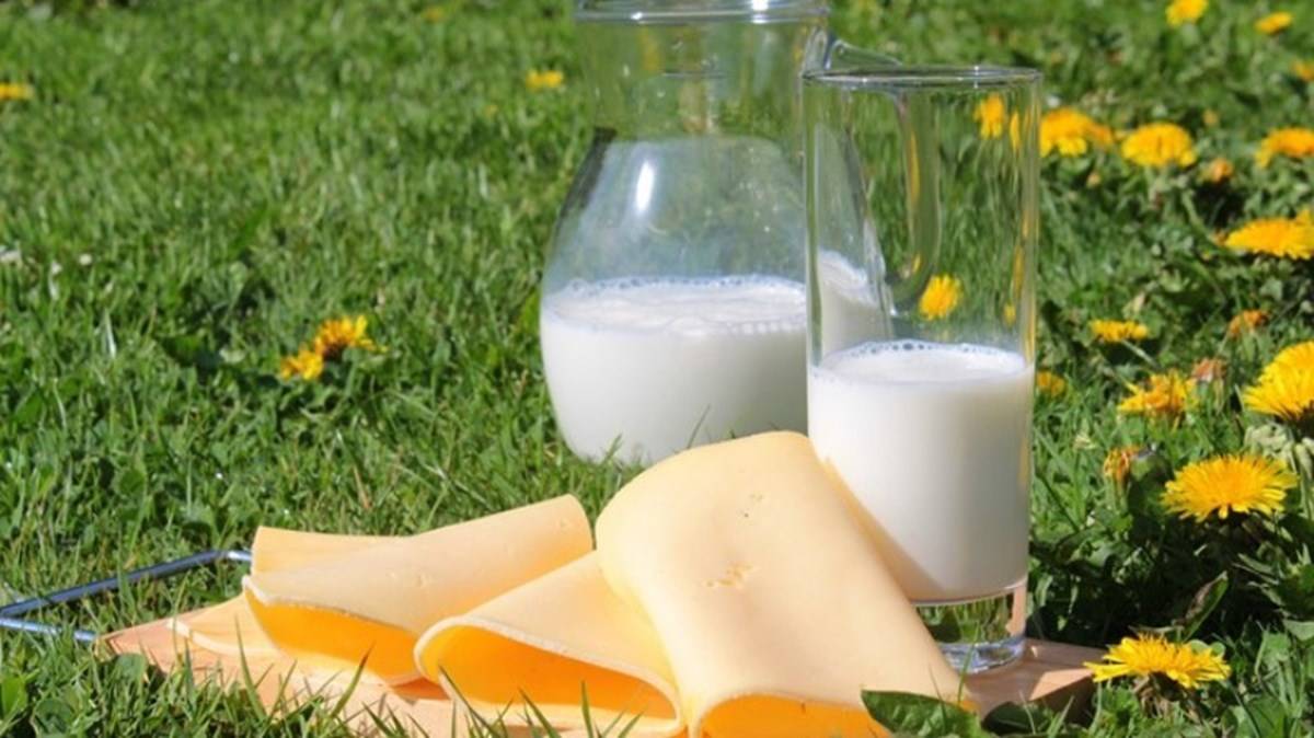 Dairy Milk Product
