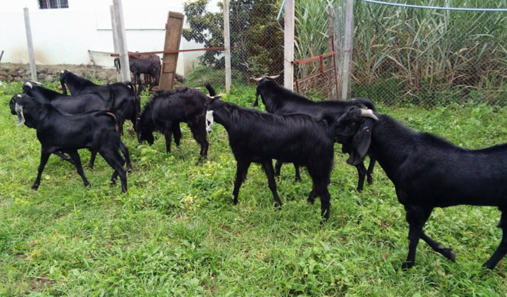 Goat Farming Maximum Profit with Low Investment