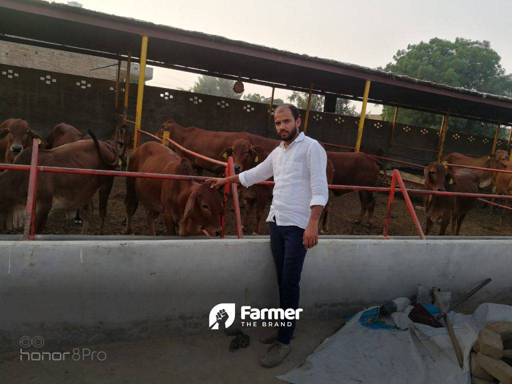 Ashok with his cattle