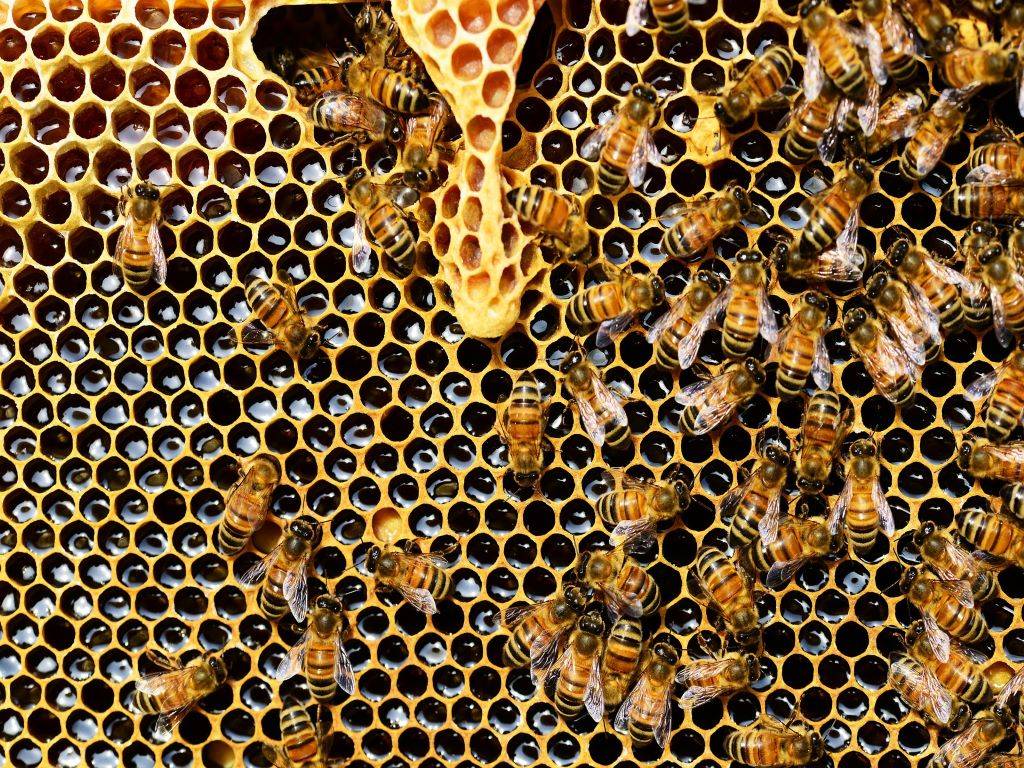 Bees in the hive