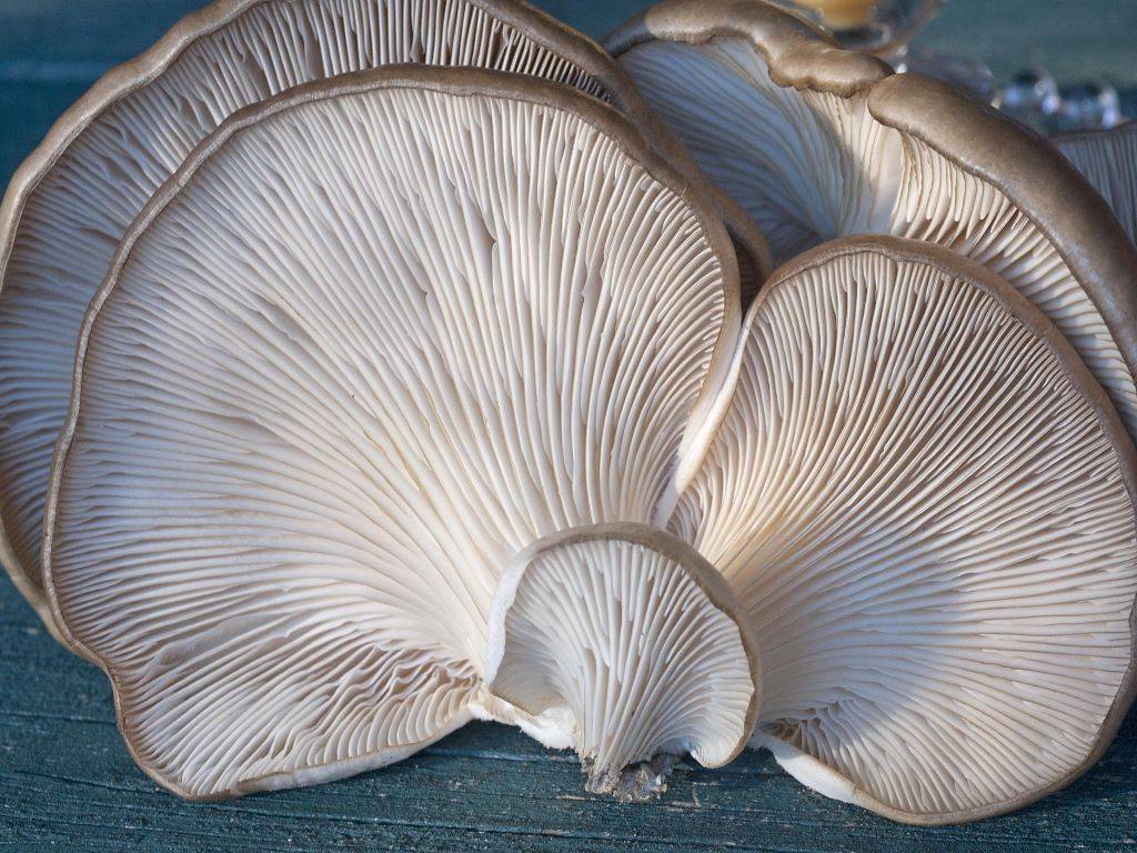 Oyster mushroom