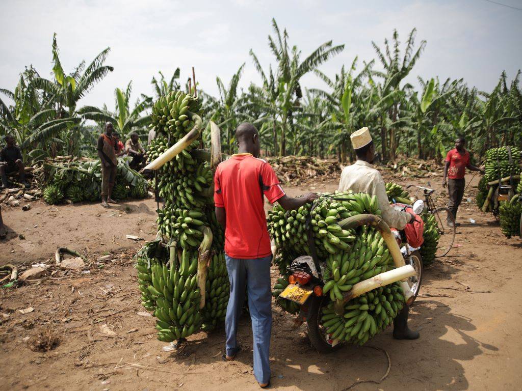 Banana cultivation