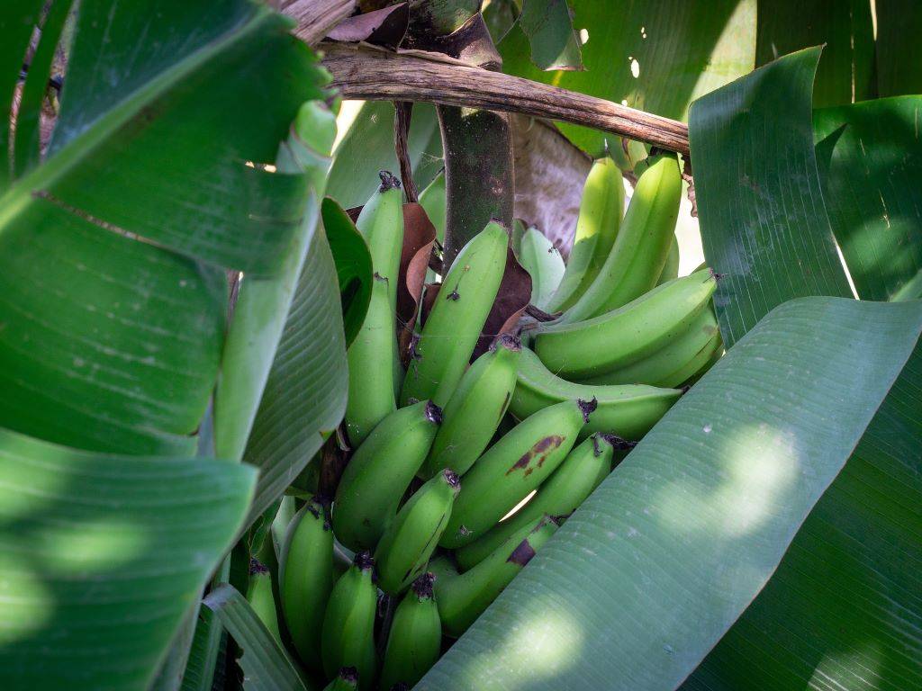 Banana fruits on the plant