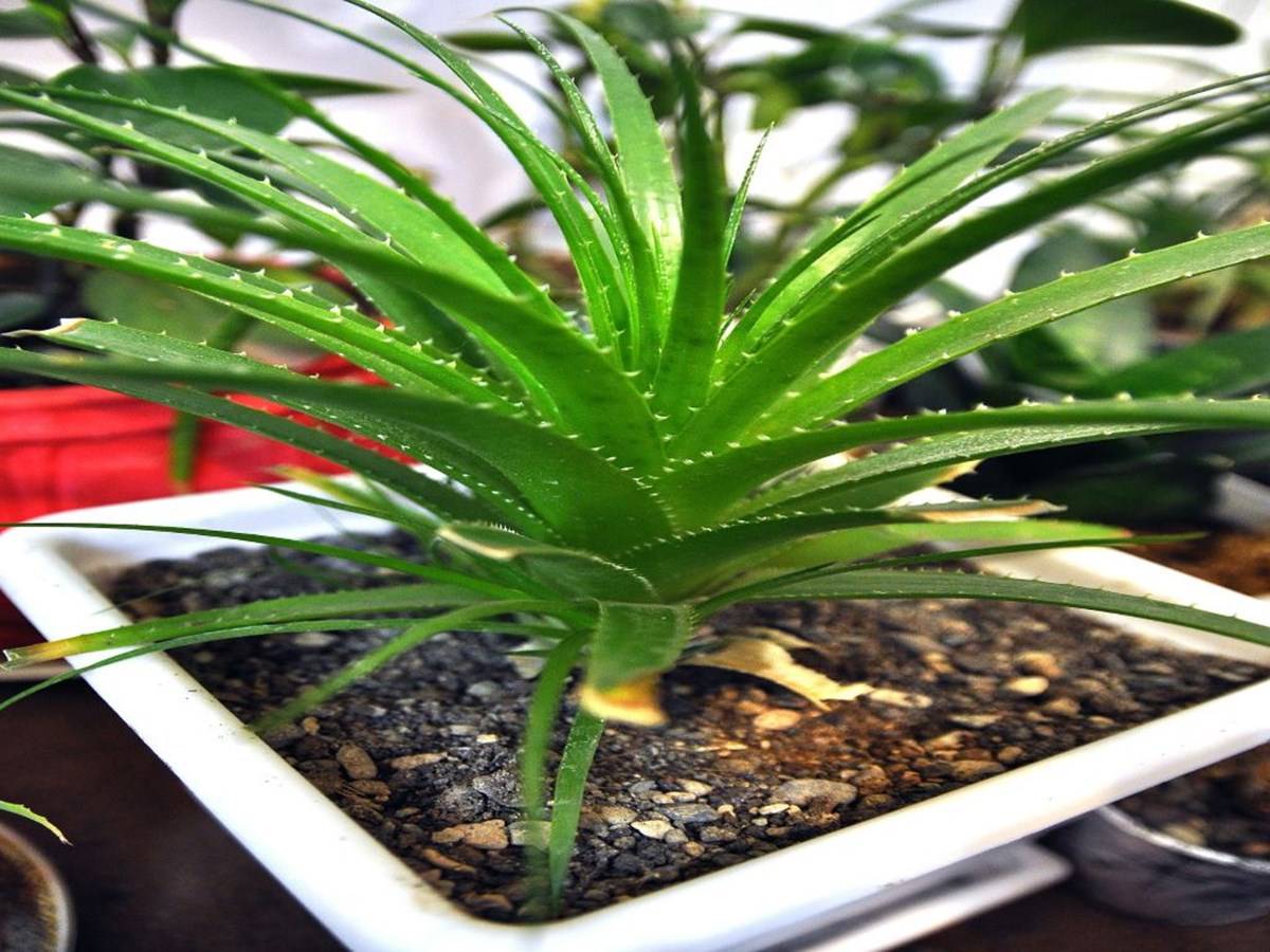 Aloe Vera indoor plant
