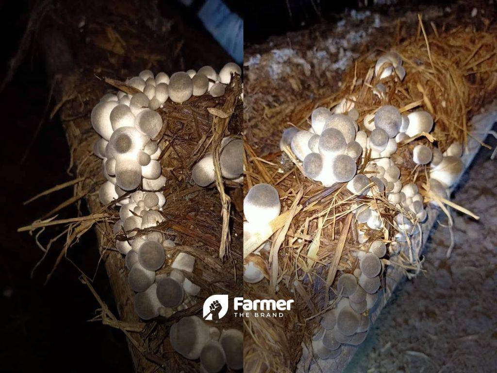 Mushrooms growing with paddy straw