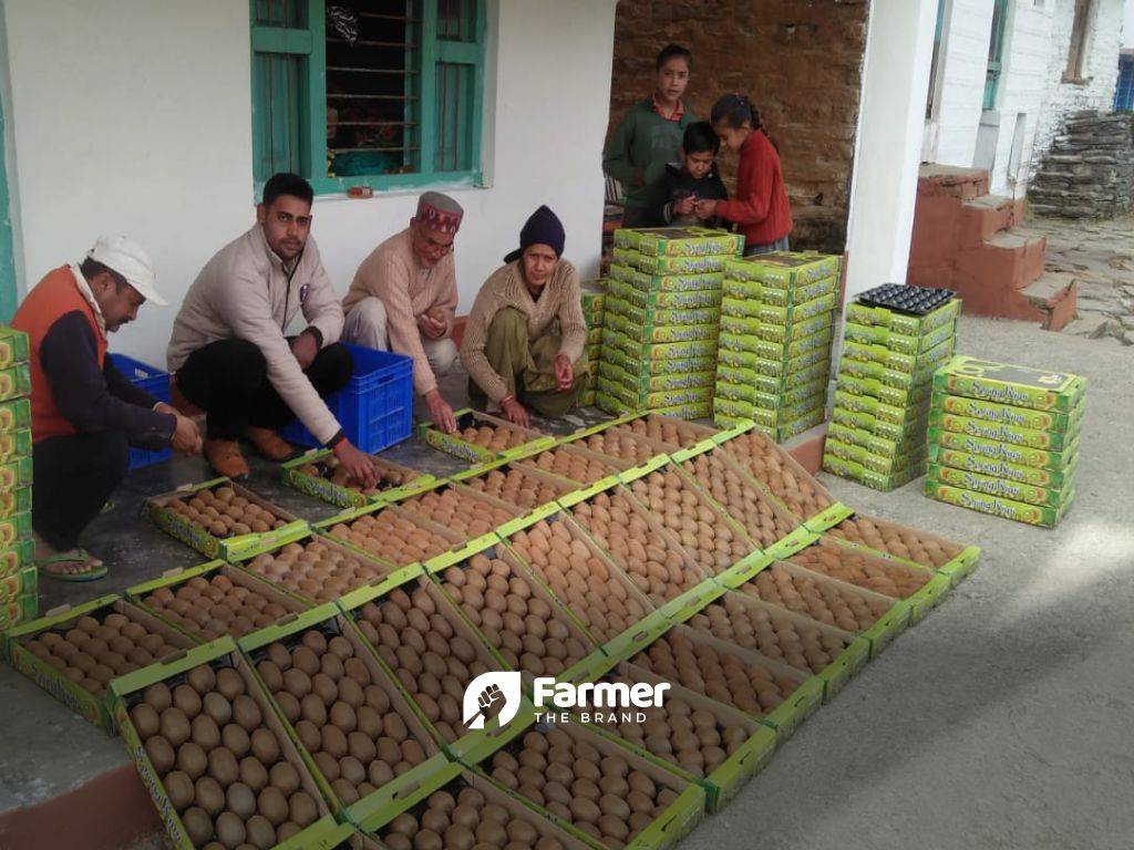 Packing kiwis into boxes