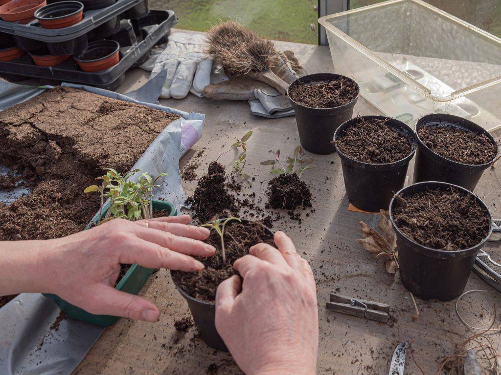 Planting seeds in home garden