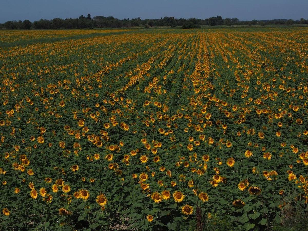 Zaid crop sunflower