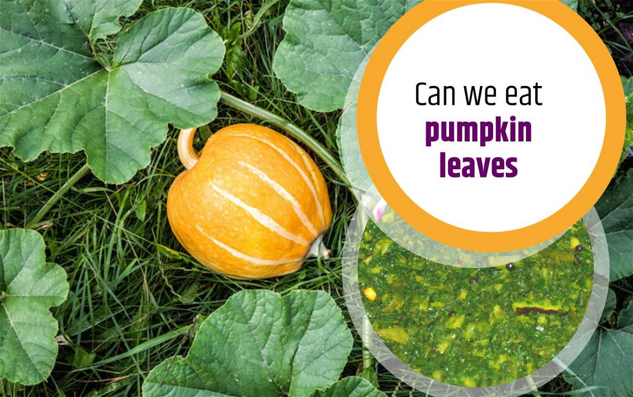 medical-benefits-of-pumpkin-leaves-and-how-to-eat-them
