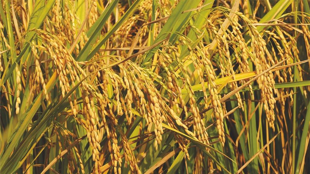 Weed Management strategies for Sustainable Rice Cultivation