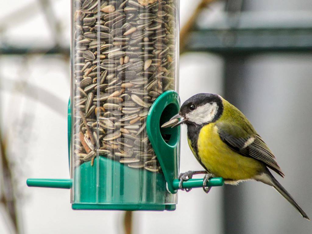 Bird relishing sunflower seeds